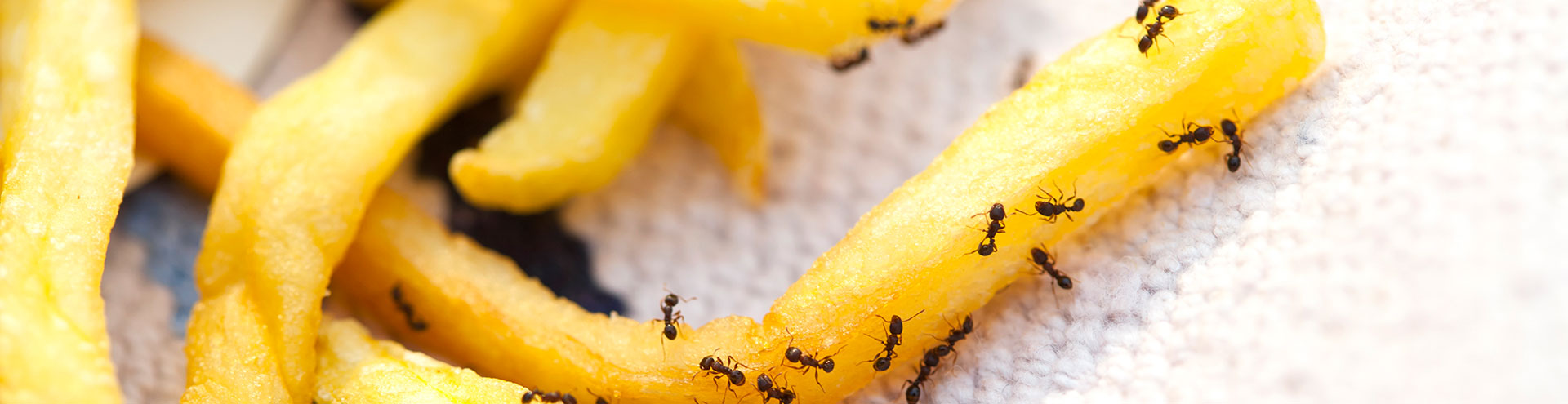 pest-ants-eating-french-fries